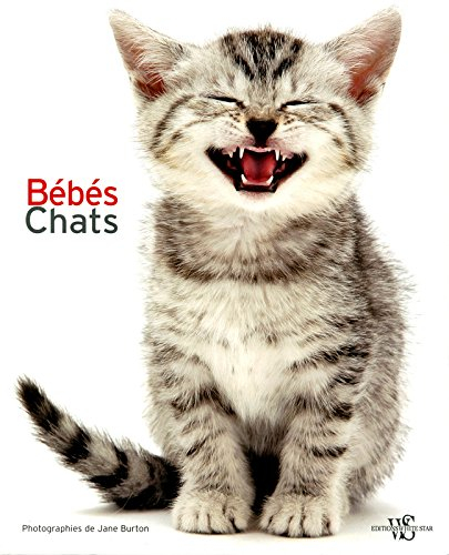 Bébés chats