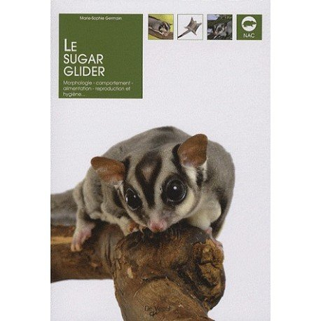 Le sugar glider : morphologie, comportement, alimentation, reproduction et hygiène...