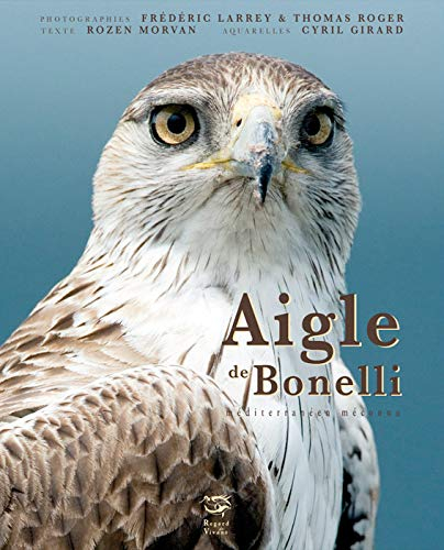 Aigle de Bonelli : méditerranéen méconnu